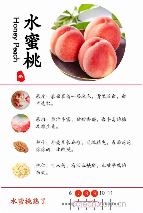 桃功效与作用原料介绍营养分析适宜人群食用指导食疗作用食材文化