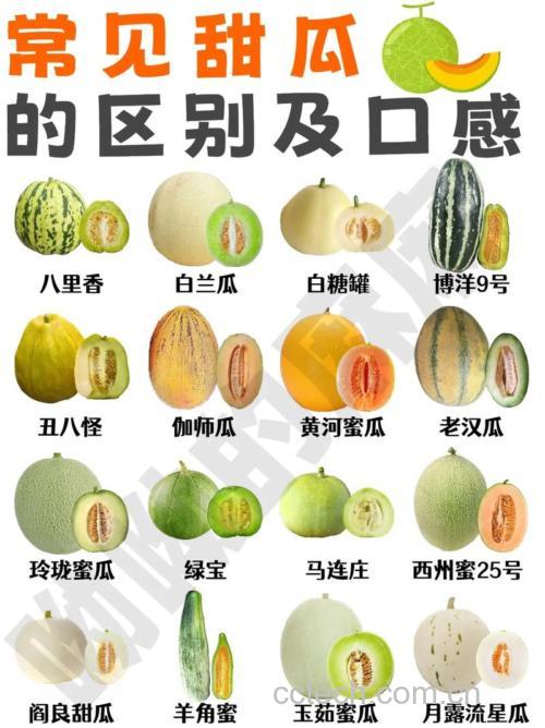甜瓜功效与作用原料介绍营养分析适宜人群食材文化