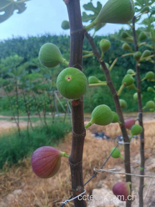 无花果功效与作用原料介绍营养分析食用指导食材文化