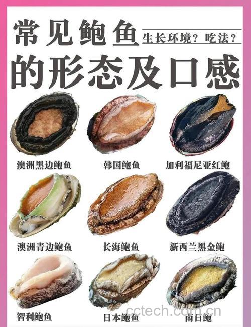 鲍鱼功效与作用营养分析适宜人群食用指导食疗作用