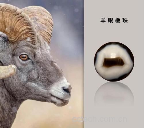 羊眼功效与作用原料介绍营养分析适宜人群食疗作用