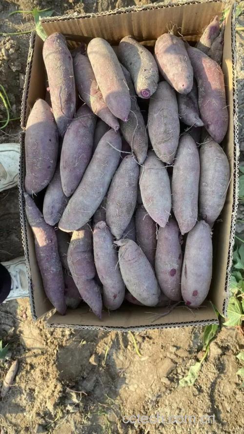 紫薯功效与作用原料介绍营养分析适宜人群食用指导食疗作用