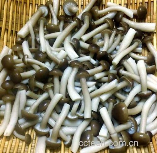 真姬菇功效与作用原料介绍营养分析食材文化
