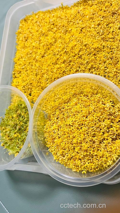 糖桂花功效与作用原料介绍营养分析适宜人群食材文化