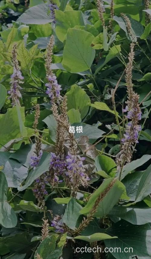 葛根功效与作用原料介绍食用指导食材文化