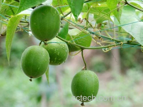 罗汉果功效与作用原料介绍营养分析食用指导食材文化