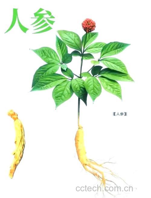 人参功效与作用原料介绍营养分析适宜人群食用指导食疗作用食材文化