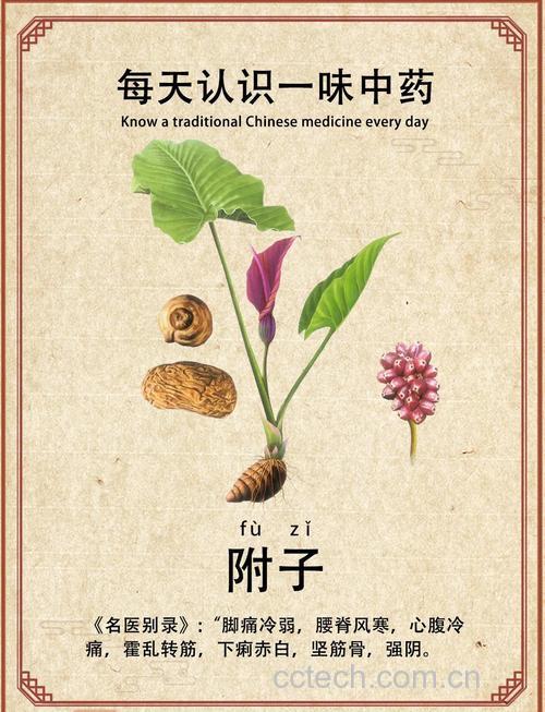 附子功效与作用原料介绍适宜人群食用指导食材文化
