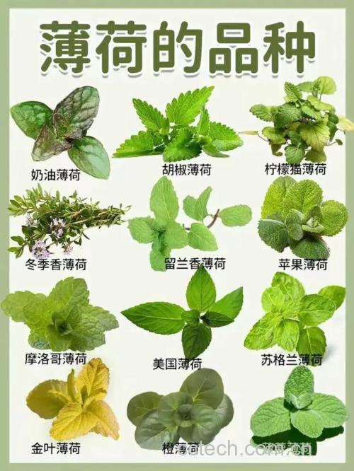 薄荷功效与作用原料介绍营养分析适宜人群食用指导食疗作用食材文化