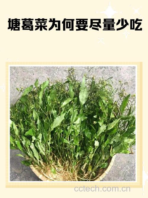 塘葛菜功效与作用原料介绍适宜人群食用指导食材文化