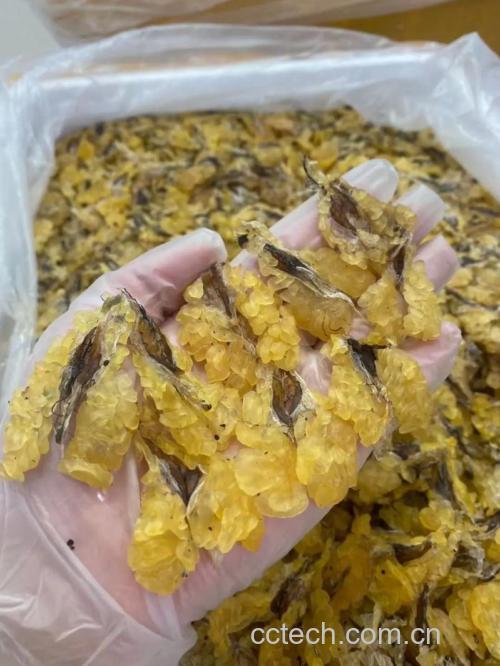 雪蛤膏功效与作用原料介绍营养分析适宜人群食用指导食材文化