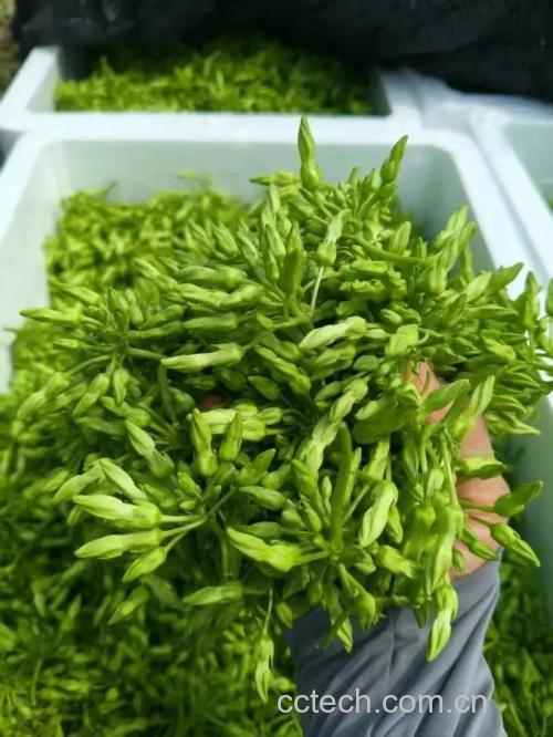 夜香花功效与作用原料介绍适宜人群食用指导