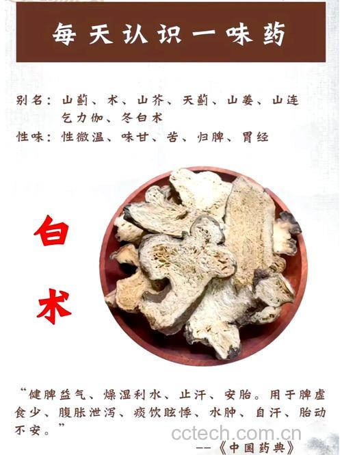 白术功效与作用原料介绍适宜人群食用指导食疗作用食材文化