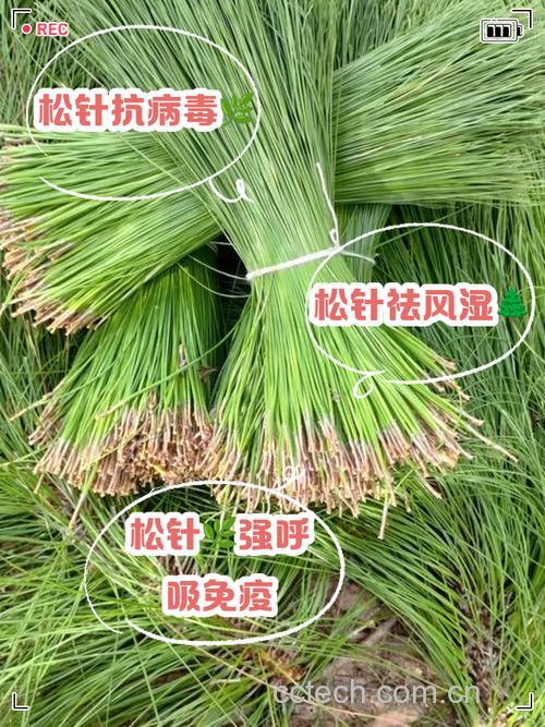 松针功效与作用原料介绍营养分析适宜人群食用指导食疗作用