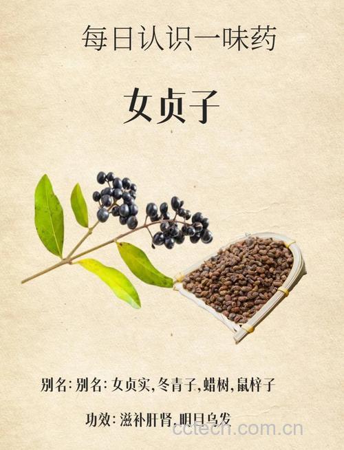 女贞子功效与作用原料介绍适宜人群食用指导食材文化