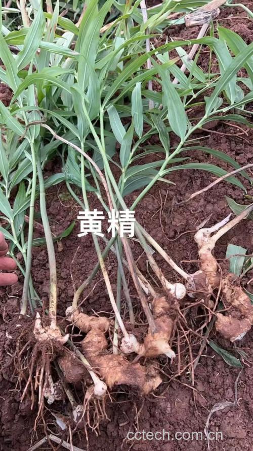 黄精功效与作用原料介绍营养分析适宜人群食用指导食材文化