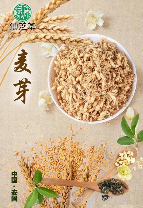 麦芽功效与作用原料介绍适宜人群食用指导食材文化