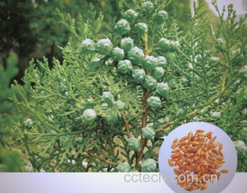 柏子仁功效与作用原料介绍营养分析适宜人群食用指导食材文化