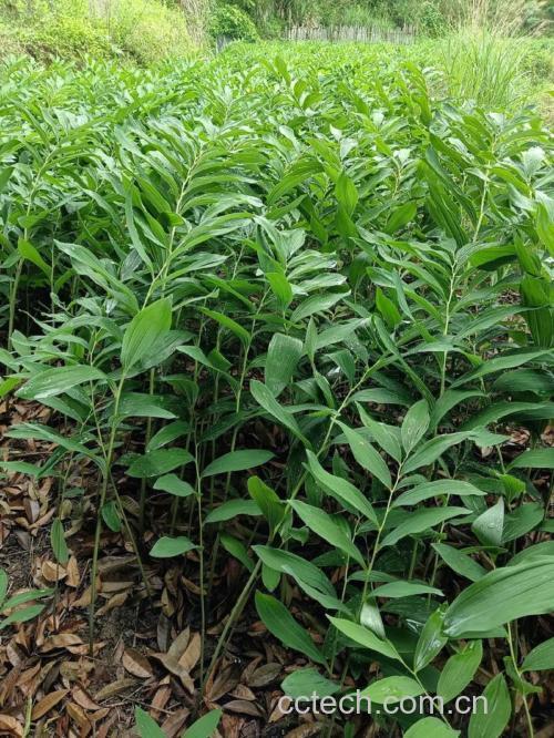 玉竹功效与作用原料介绍适宜人群食用指导食疗作用食材文化