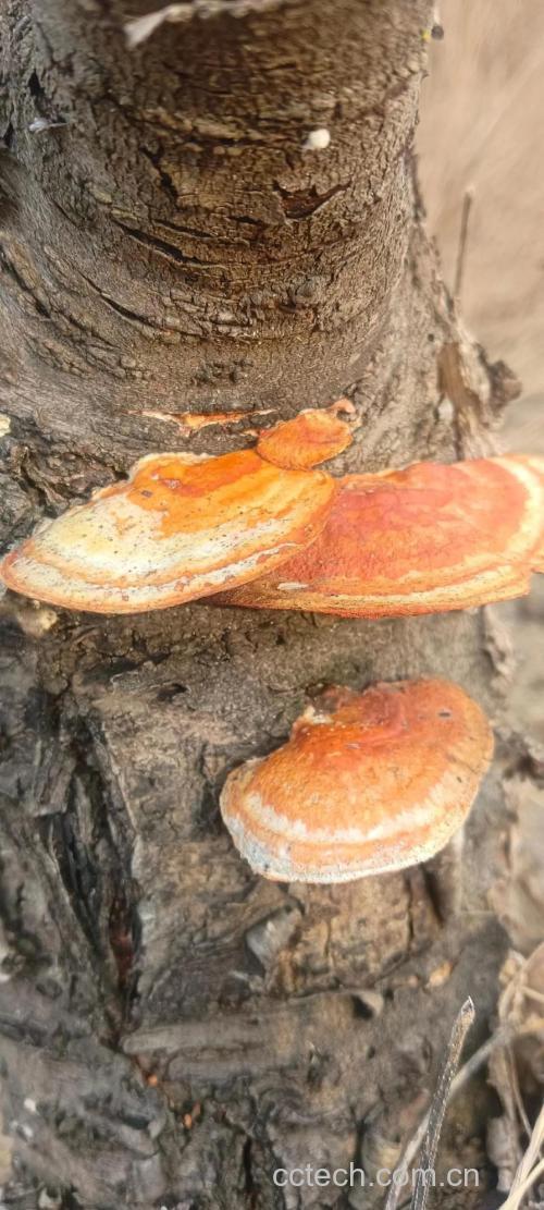 灵芝功效与作用原料介绍营养分析适宜人群食用指导食疗作用食材文化