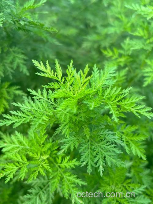 青蒿功效与作用原料介绍适宜人群食用指导食疗作用食材文化