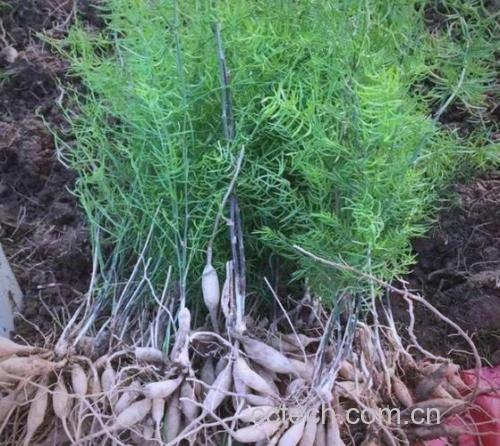 天门冬功效与作用原料介绍适宜人群食用指导食材文化