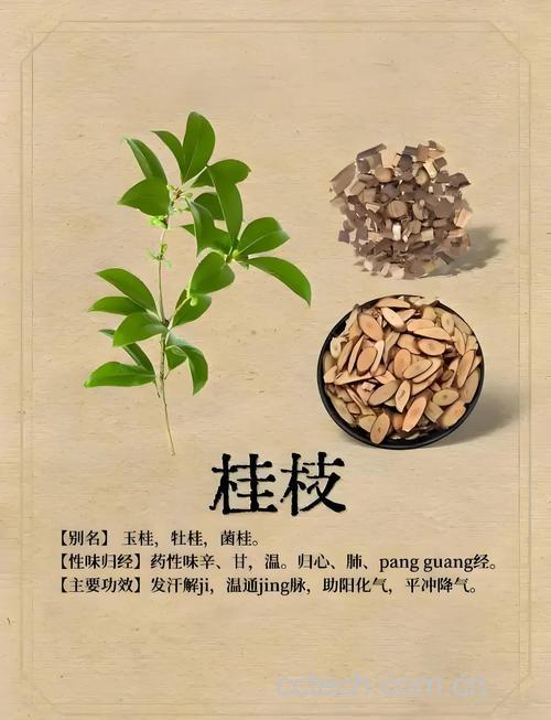 桂枝功效与作用原料介绍适宜人群食用指导食疗作用食材文化