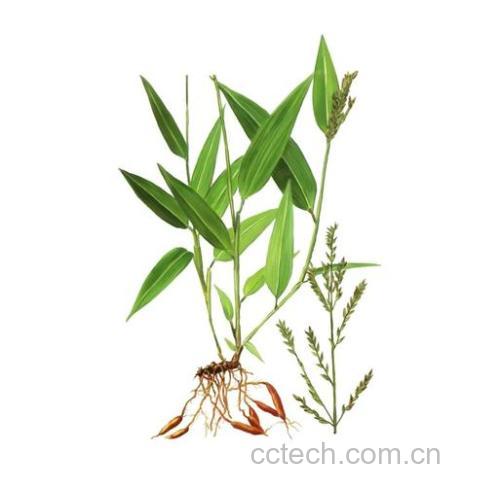 淡竹叶功效与作用原料介绍适宜人群食用指导食材文化