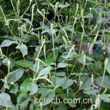 牛膝功效与作用原料介绍食用指导食材文化