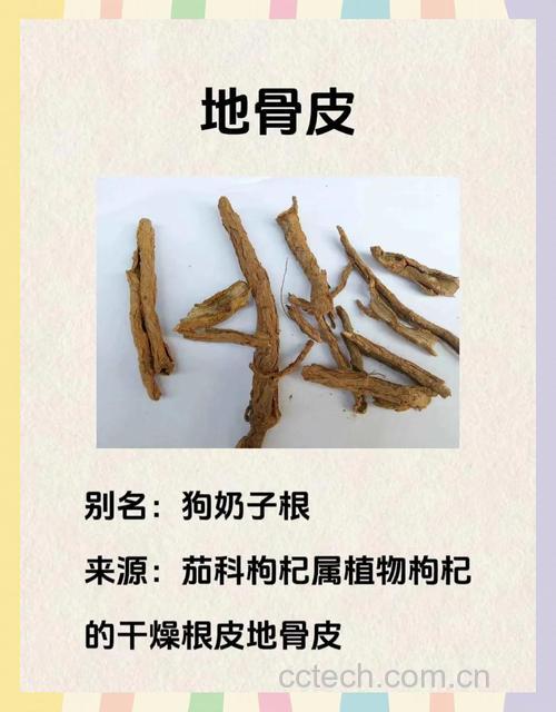地骨皮功效与作用原料介绍食用指导食材文化