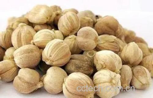 白豆蔻功效与作用原料介绍营养分析食用指导食材文化
