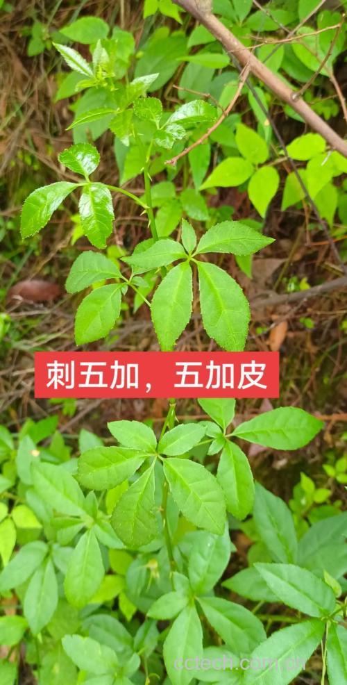 五加皮功效与作用原料介绍适宜人群食用指导食材文化