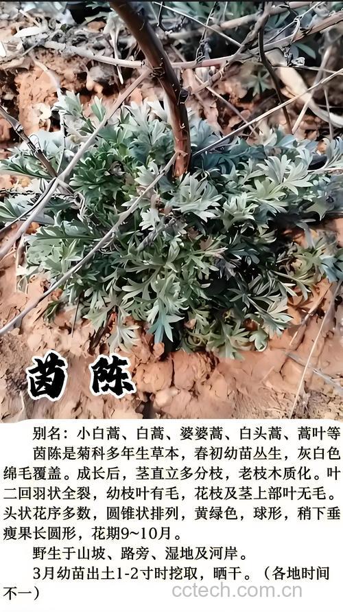 茵陈蒿功效与作用原料介绍适宜人群食用指导食材文化