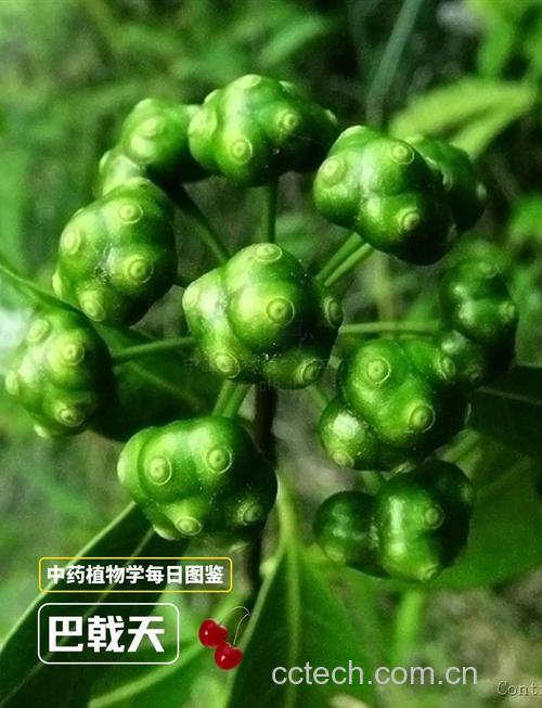 巴戟天功效与作用原料介绍适宜人群食用指导食材文化