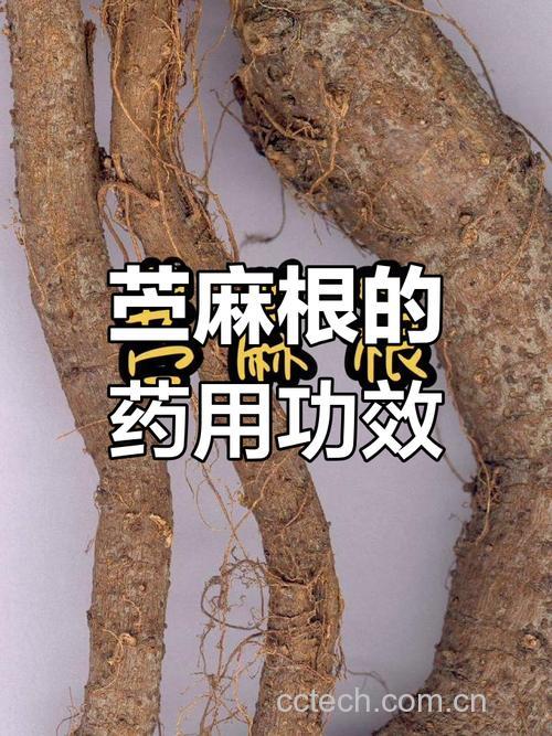 苎麻根功效与作用原料介绍适宜人群食用指导食材文化
