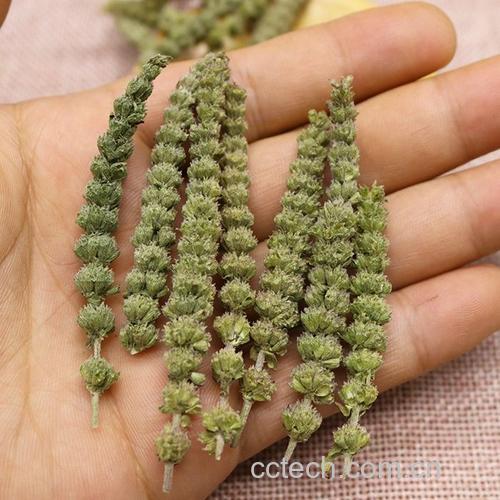 荆芥穗功效与作用原料介绍适宜人群