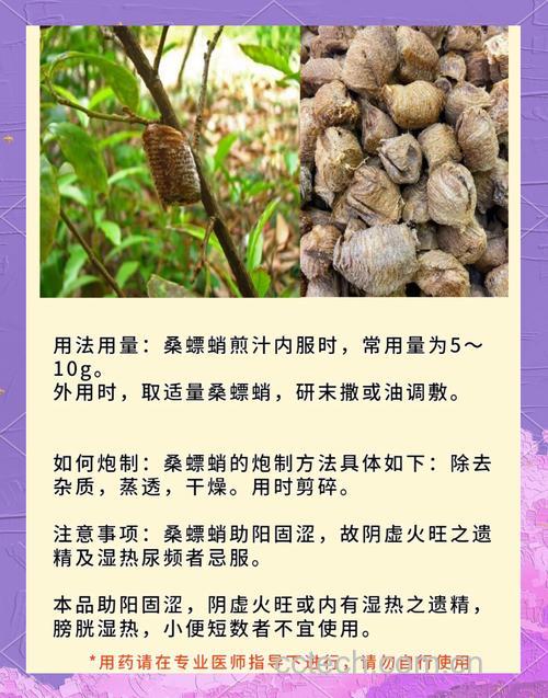 桑螵蛸功效与作用原料介绍营养分析适宜人群食用指导食材文化