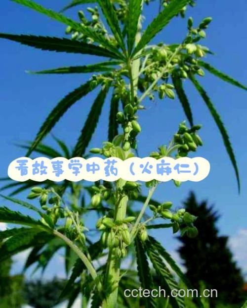火麻仁功效与作用原料介绍适宜人群食用指导食材文化