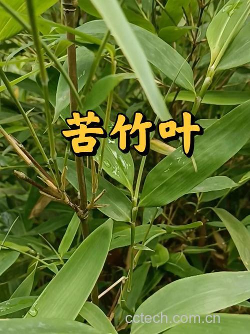 苦竹叶功效与作用原料介绍适宜人群食疗作用