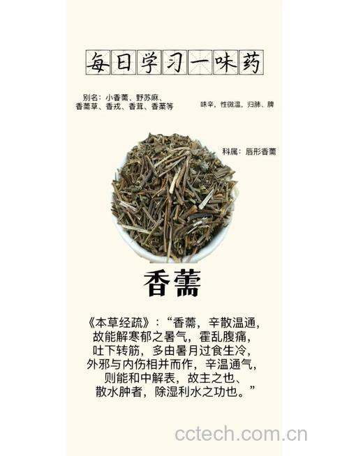 香薷功效与作用原料介绍营养分析适宜人群食用指导食疗作用食材文化
