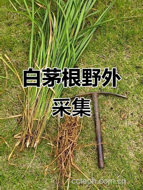 白茅根功效与作用原料介绍食用指导食材文化