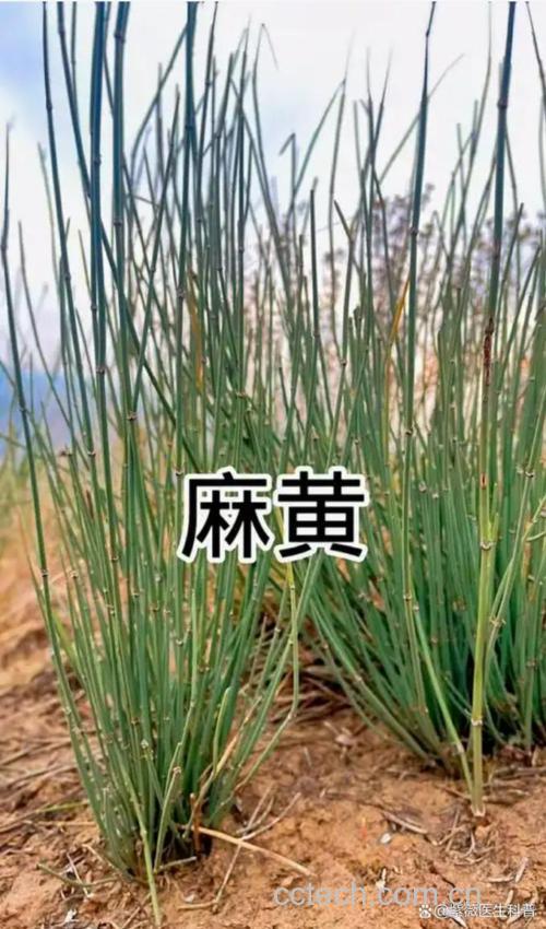 麻黄功效与作用原料介绍适宜人群食用指导食疗作用食材文化