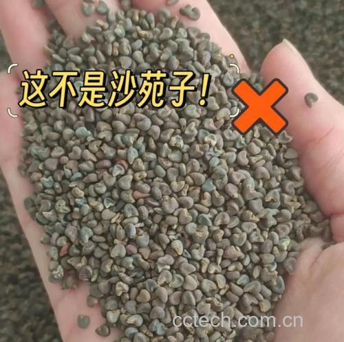 沙苑蒺藜功效与作用原料介绍适宜人群食用指导食材文化