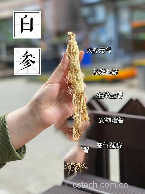 白参功效与作用原料介绍适宜人群食用指导