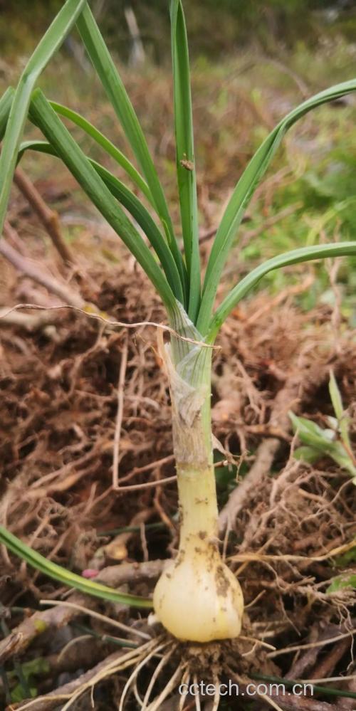 薤白功效与作用原料介绍适宜人群食用指导食疗作用食材文化