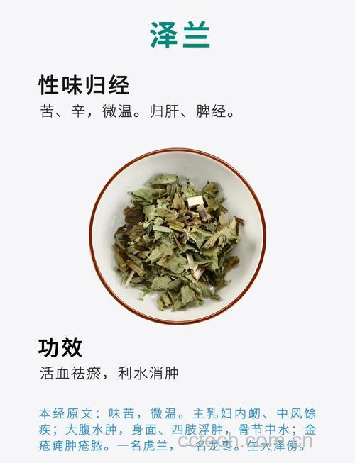 泽兰功效与作用原料介绍食用指导食材文化