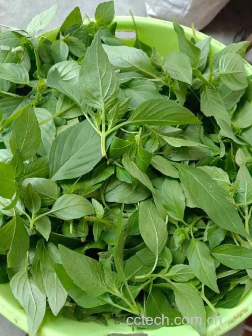 荆芥功效与作用原料介绍适宜人群食用指导食材文化