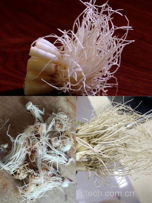 葱须功效与作用原料介绍食用指导
