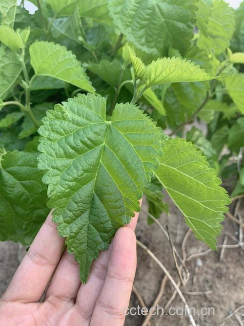 桑叶功效与作用原料介绍适宜人群食用指导食材文化