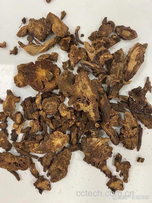 羌活功效与作用原料介绍适宜人群食用指导食材文化